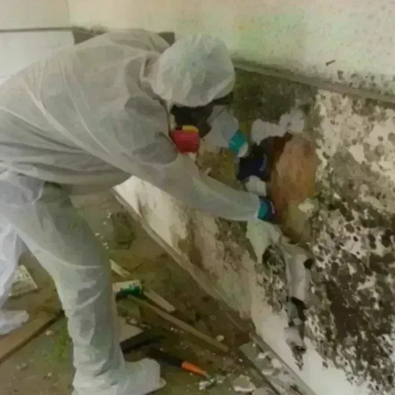 Mold Remediation and Removal in Kempner, TX